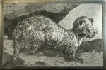 ermine1000x667
